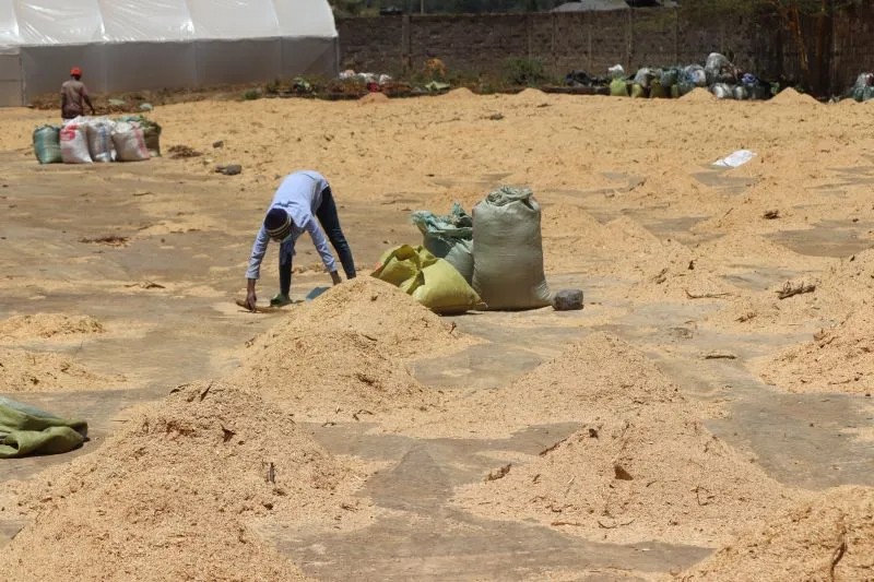 Worker turning sawdust by hand on the drying beds