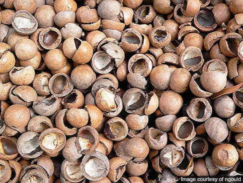 Macadamia shells
