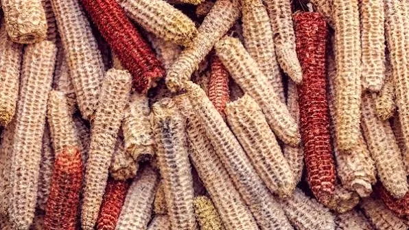 Maize cobs