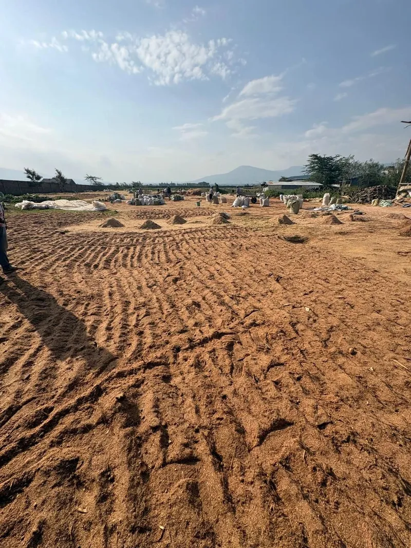 Sawdust spread across open sun-drying beds at the Maai Mahiu yard